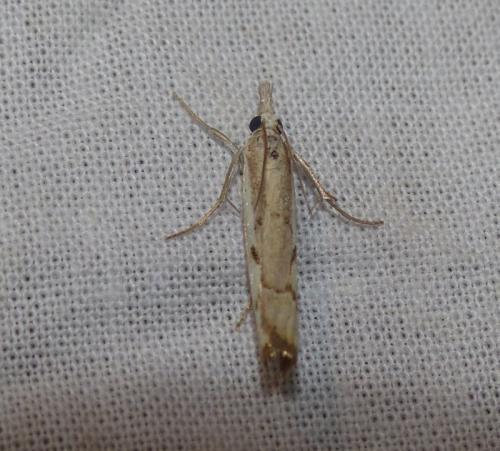 Réf. 271 240 : Agriphila geniculea